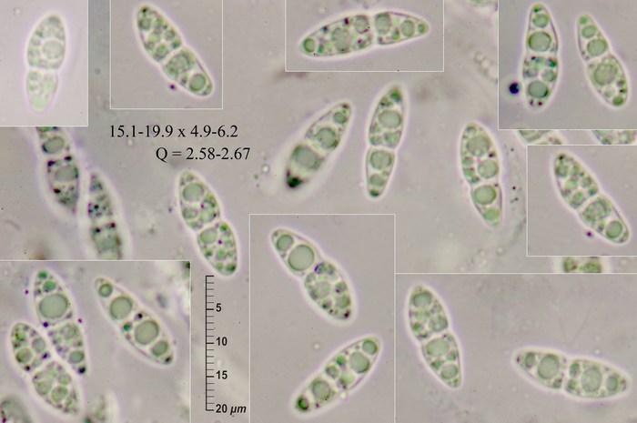 macrostoma