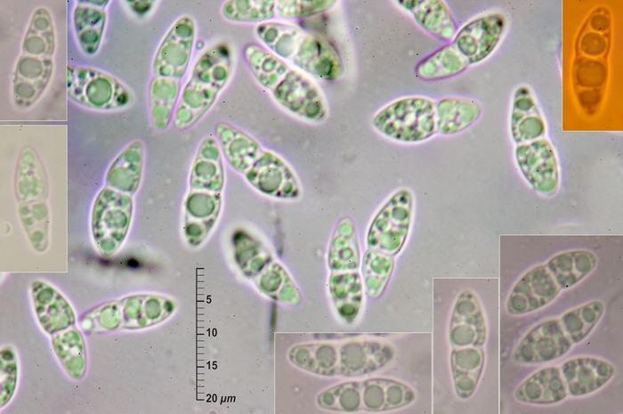 macrostoma