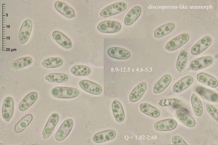 macrostoma