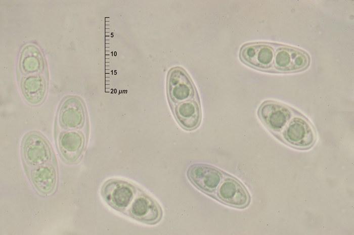 macrostoma
