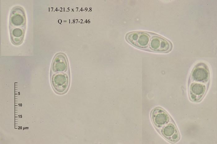 macrostoma