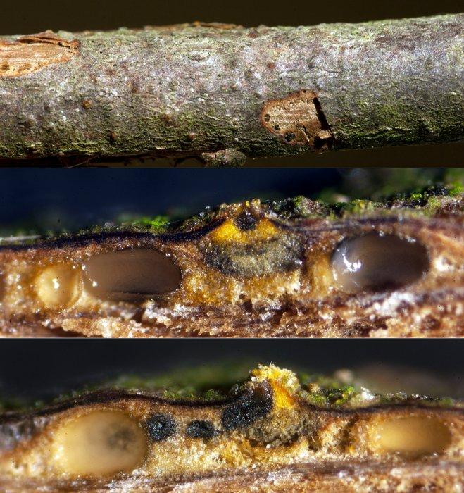 macrostoma
