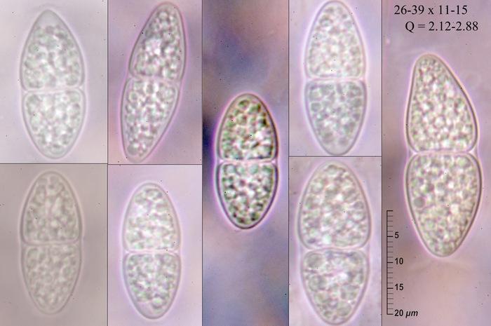 macrostoma
