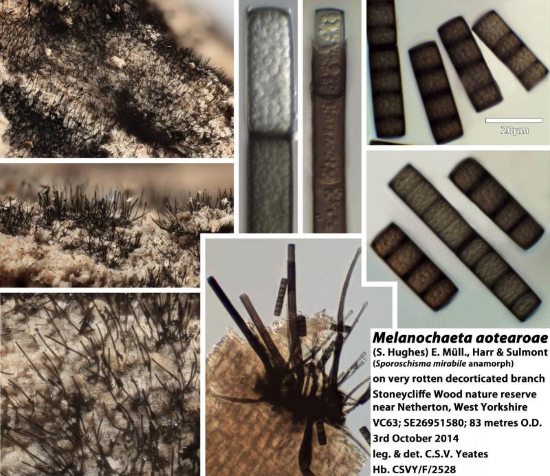 macrostoma