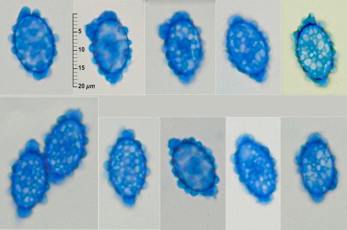 macrostoma