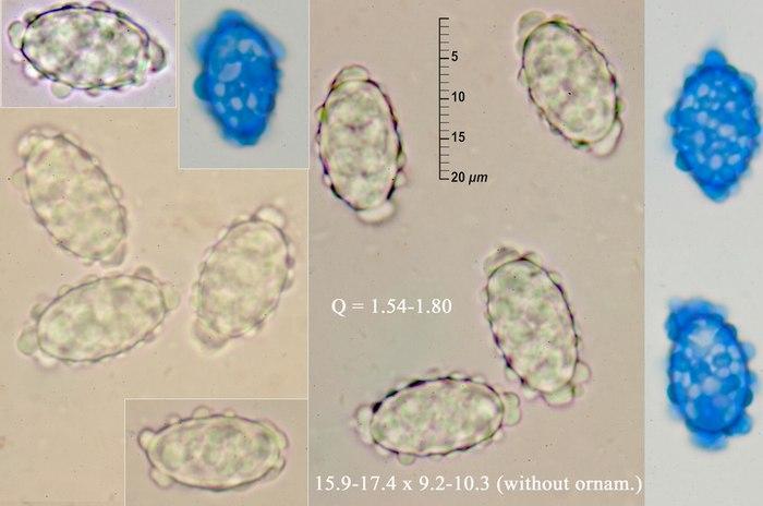 macrostoma