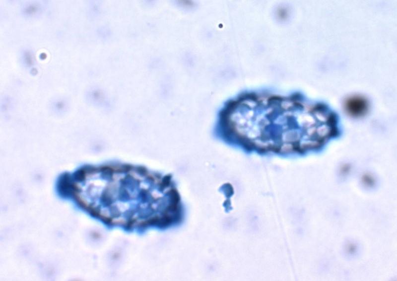 macrostoma