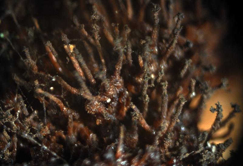 macrostoma