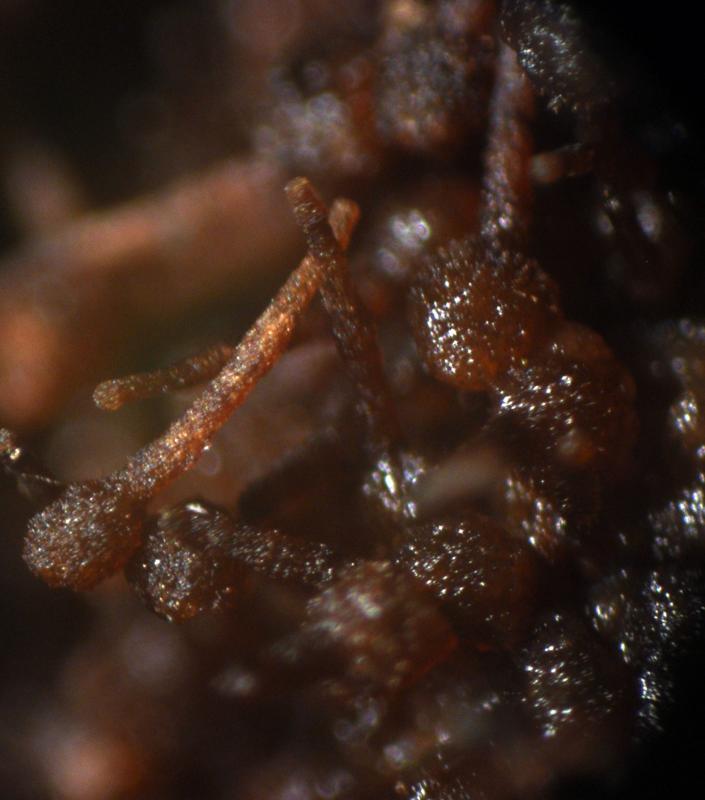 macrostoma