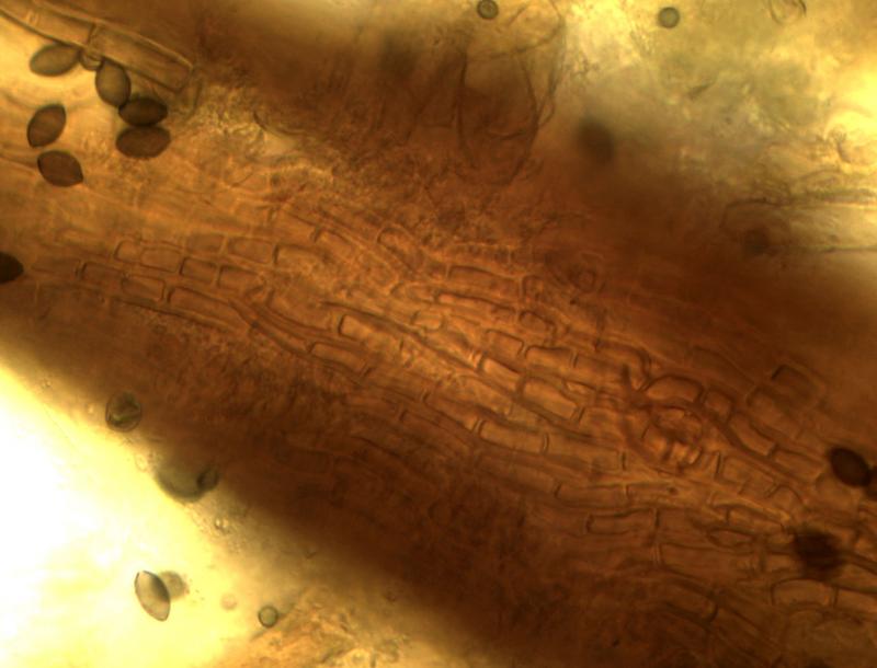 macrostoma