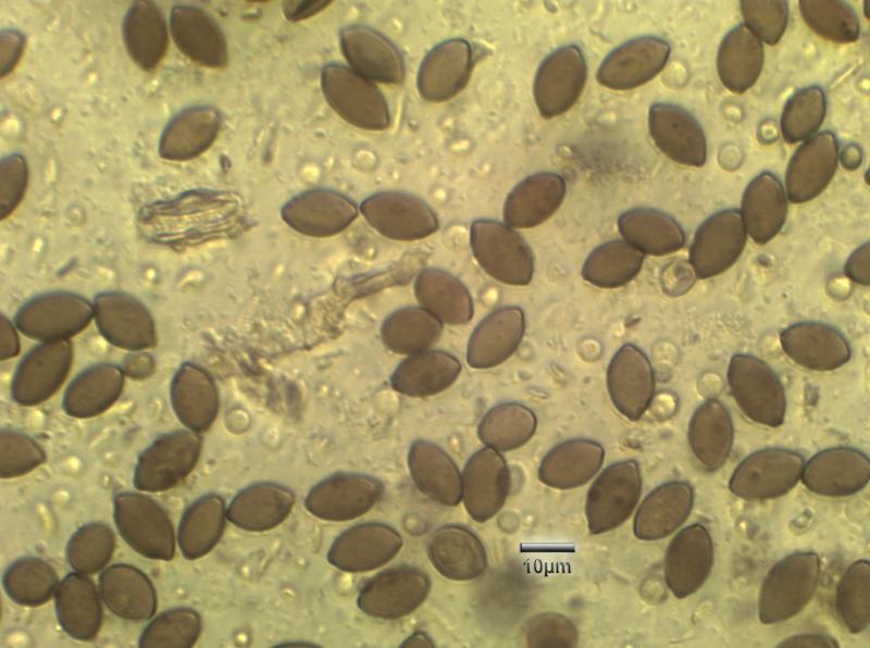 macrostoma