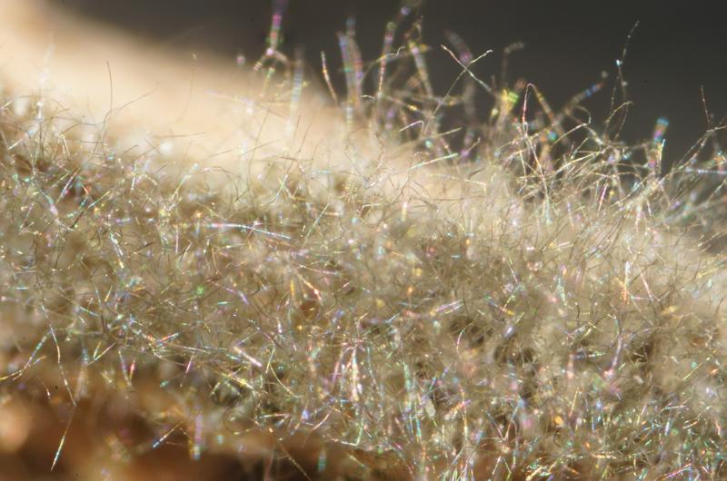 macrostoma