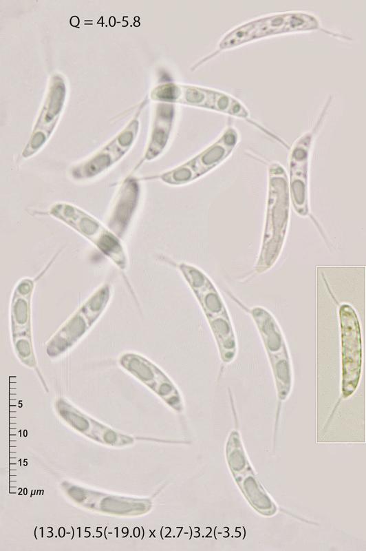 macrostoma