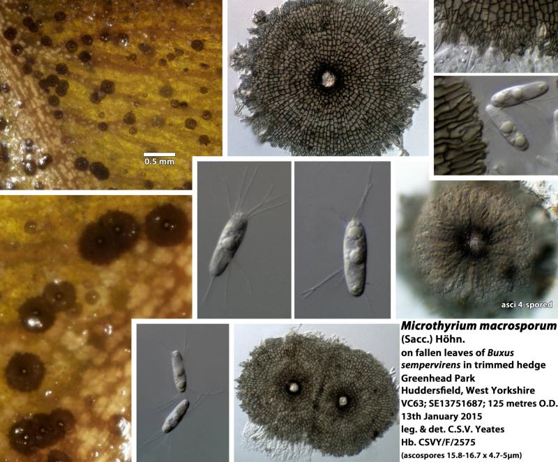 macrostoma