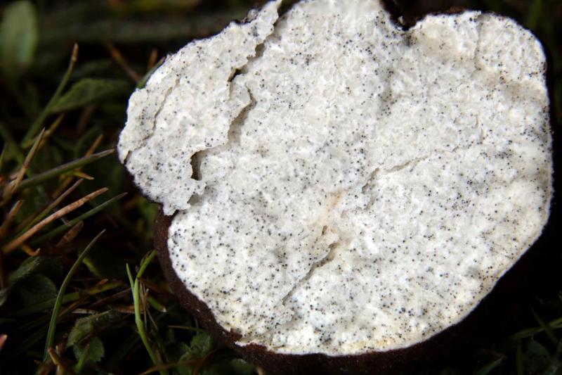 macrostoma