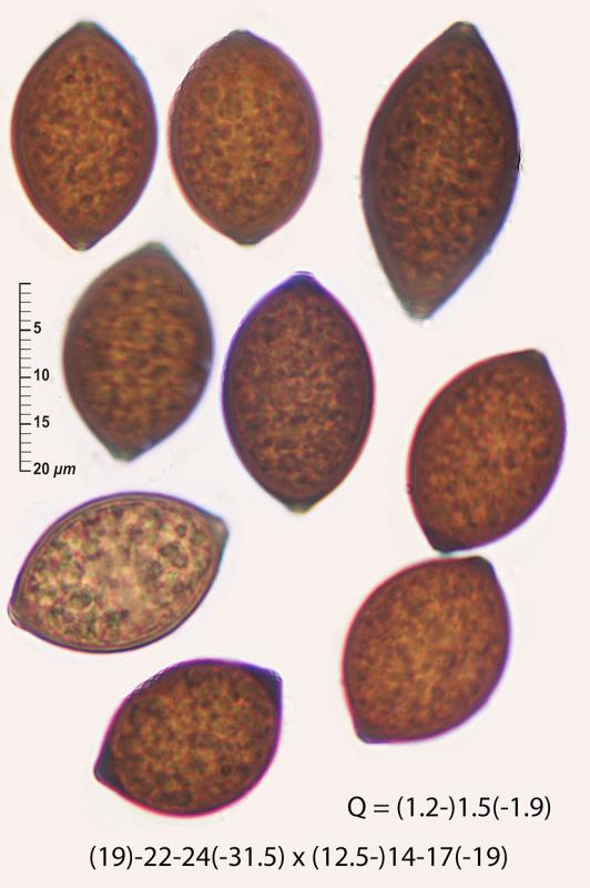 macrostoma