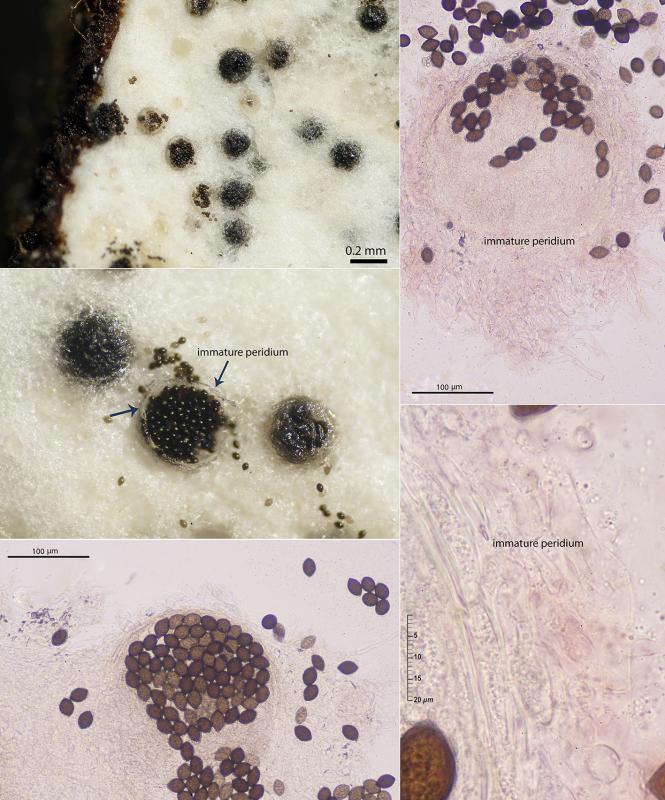 macrostoma