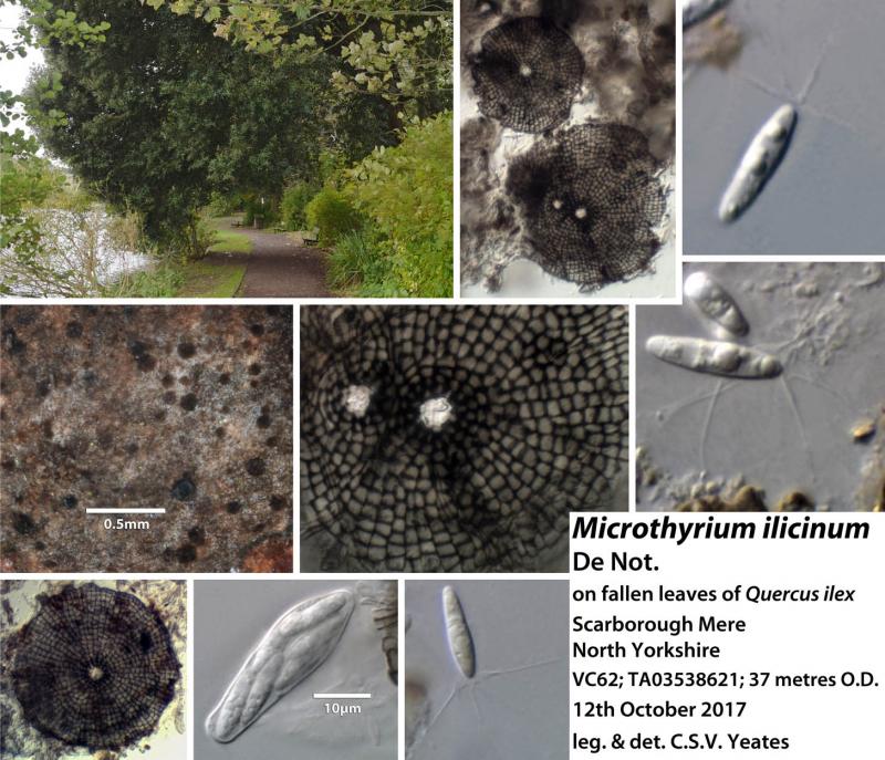 macrostoma