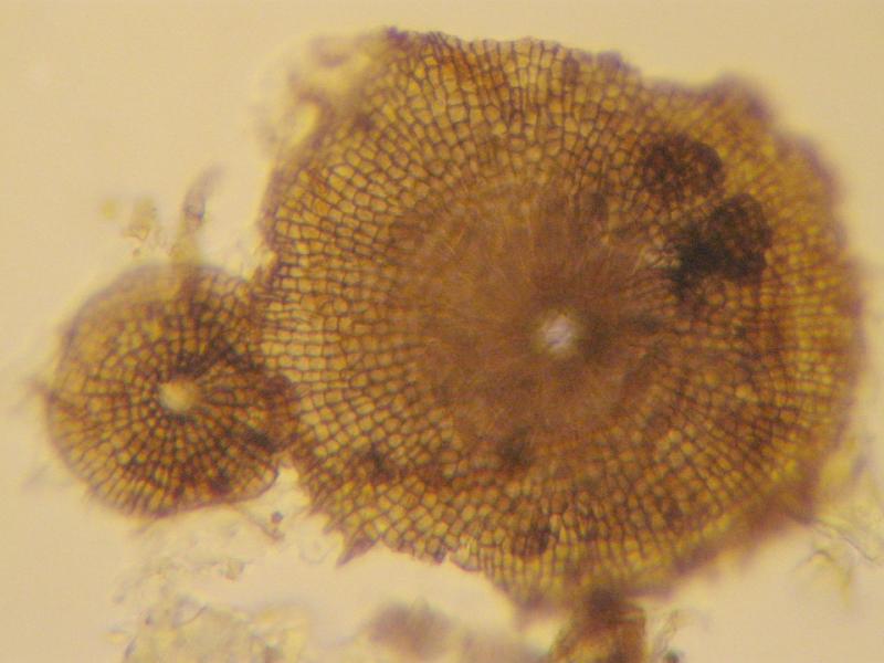 macrostoma