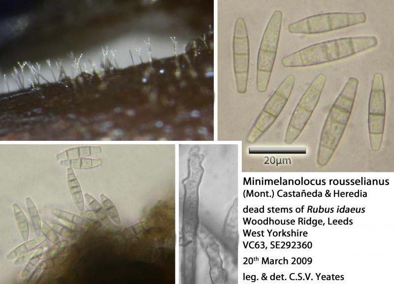 macrostoma