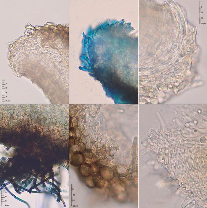 macrostoma