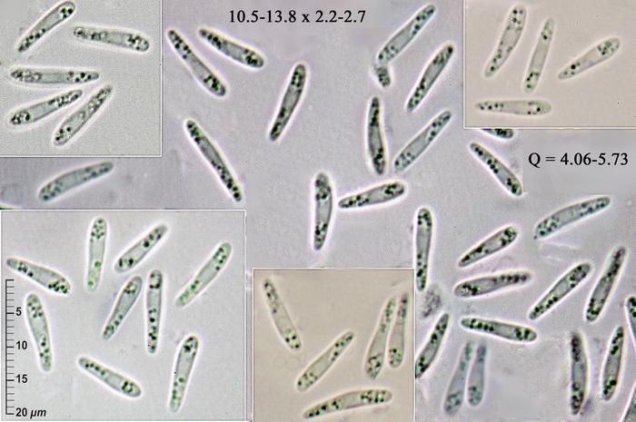macrostoma