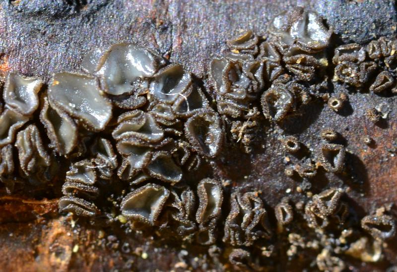 macrostoma