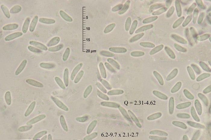 macrostoma