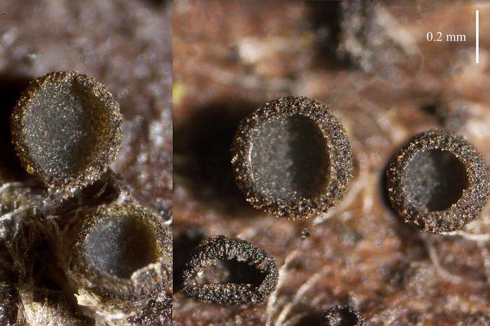 macrostoma