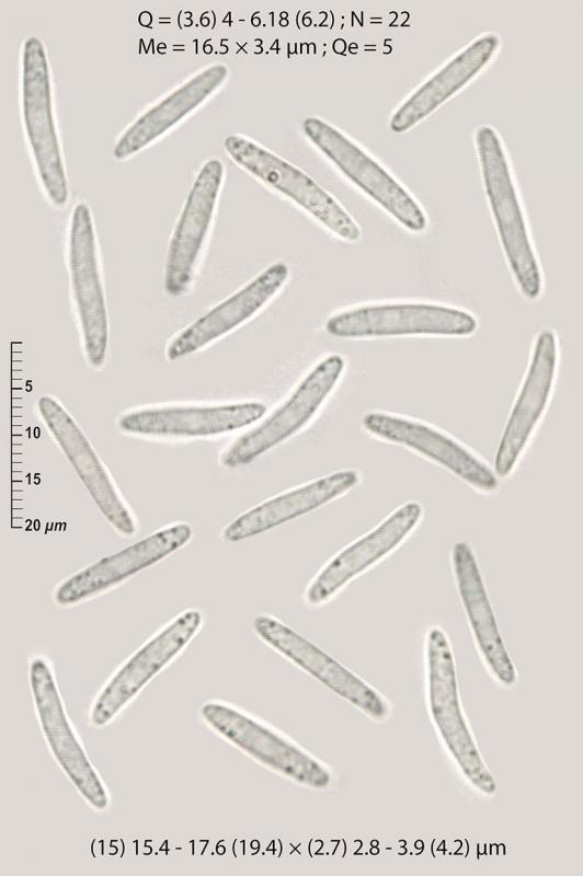 macrostoma