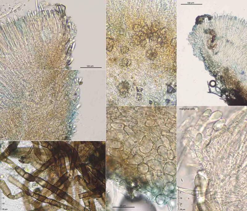 macrostoma