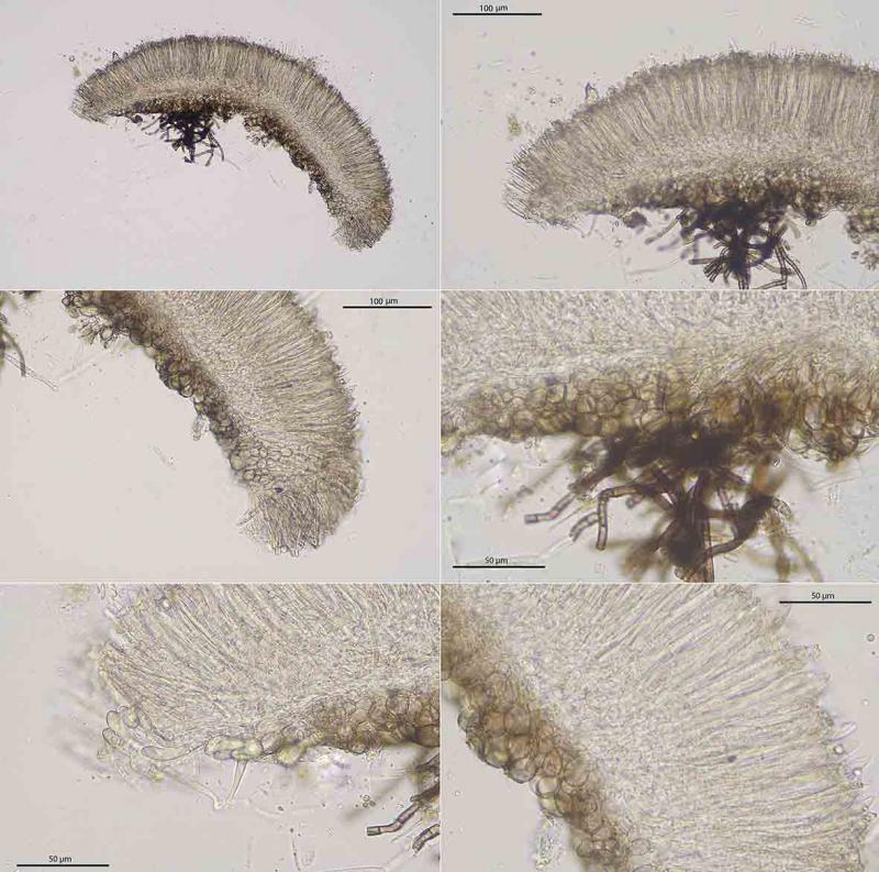 macrostoma