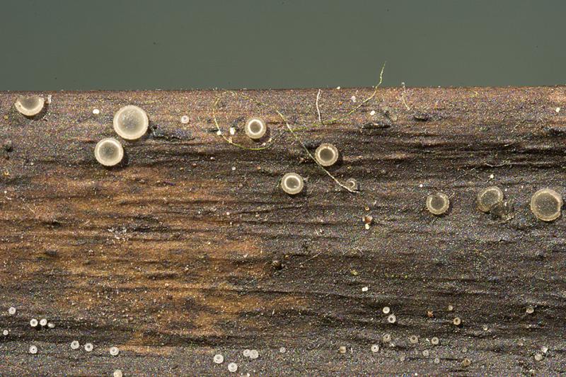 macrostoma