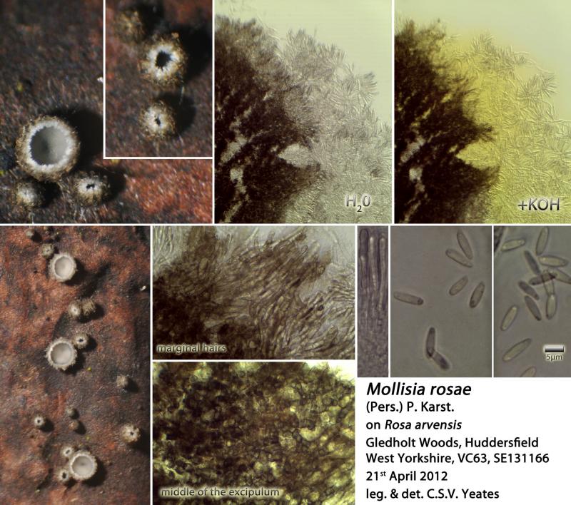 macrostoma
