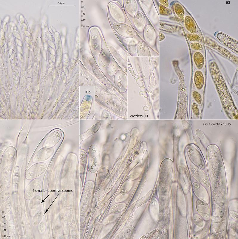 macrostoma