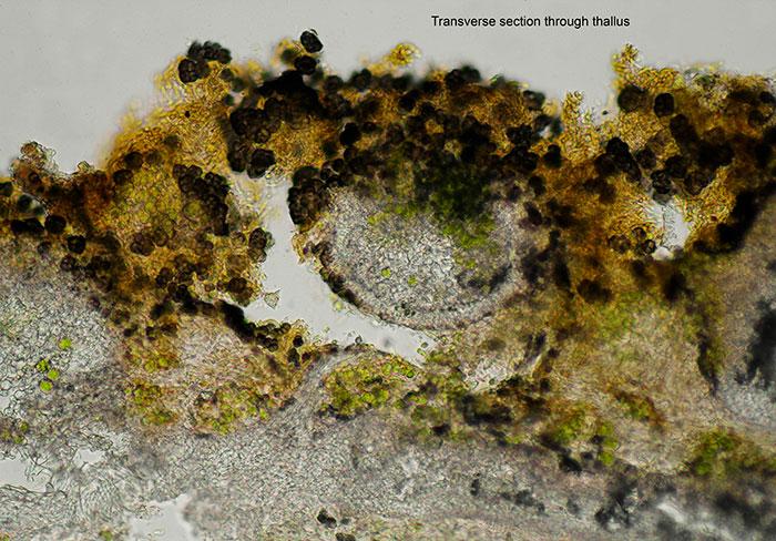 macrostoma