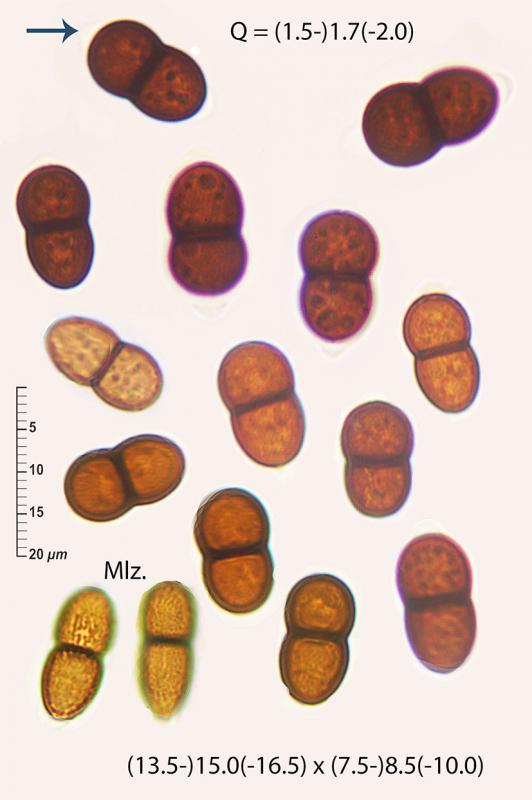 macrostoma
