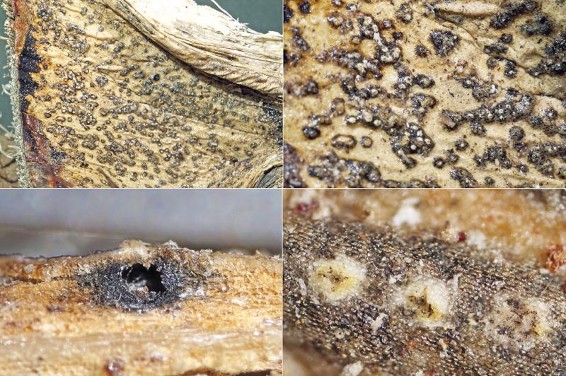 macrostoma