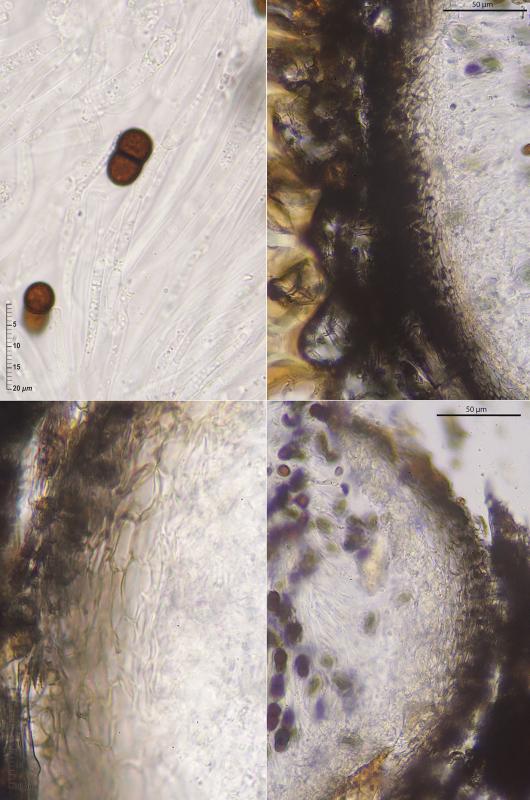 macrostoma