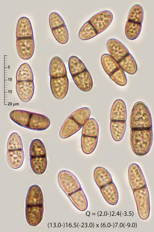 macrostoma