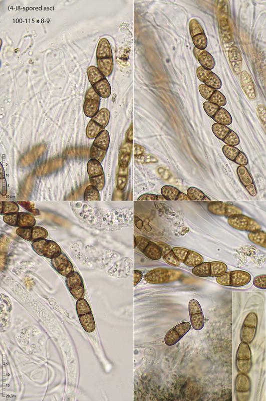 macrostoma