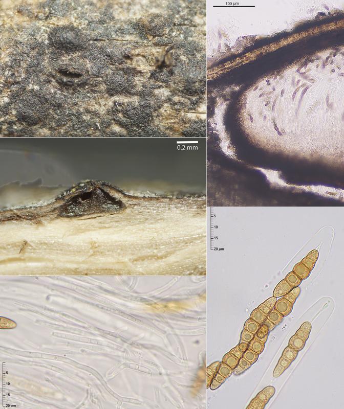 macrostoma