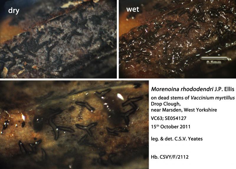 macrostoma