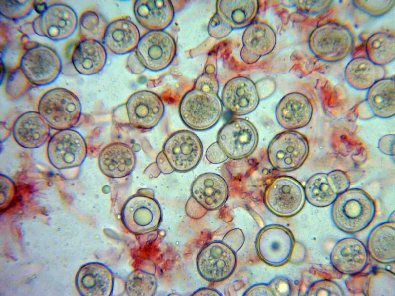macrostoma
