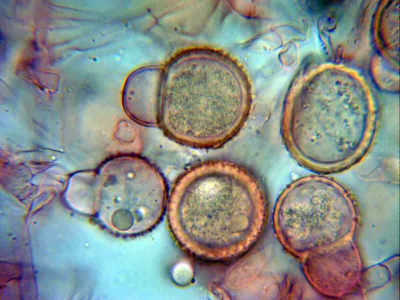 macrostoma