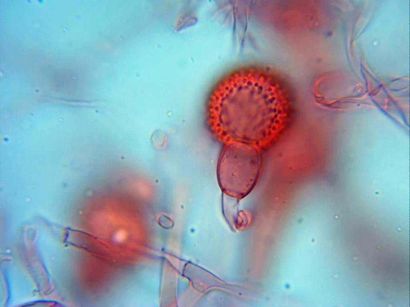 macrostoma
