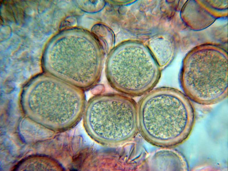 macrostoma