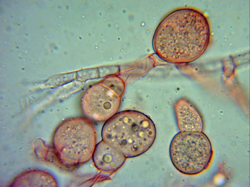 macrostoma