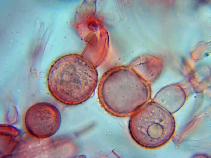 macrostoma