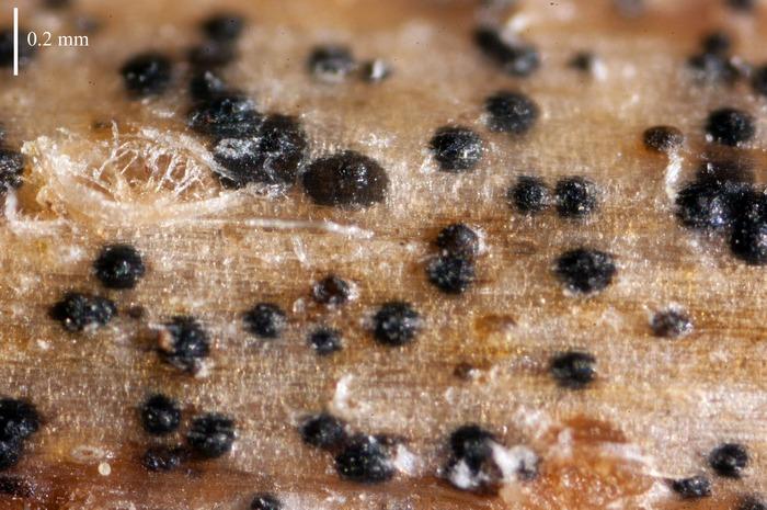 macrostoma